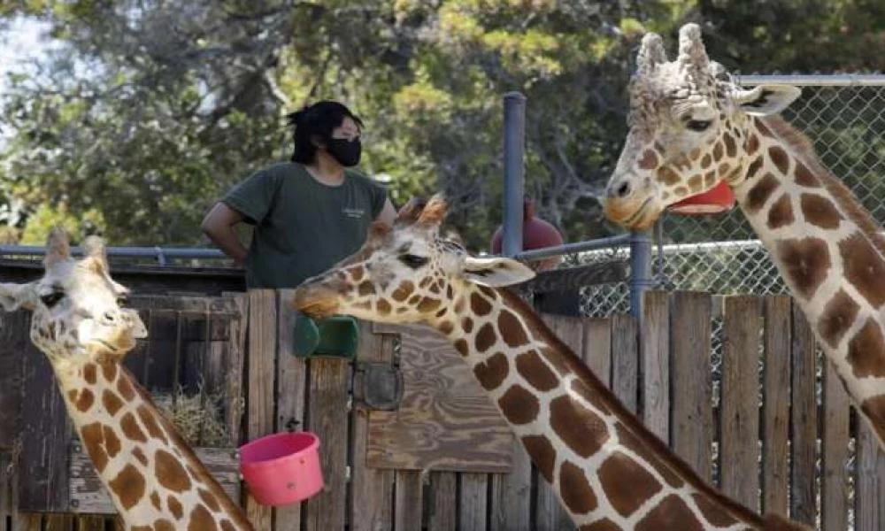 ΗΠΑ: Ξεκίνησαν οι εμβολιασμοί στα ζώα των ζωολογικών κήπων